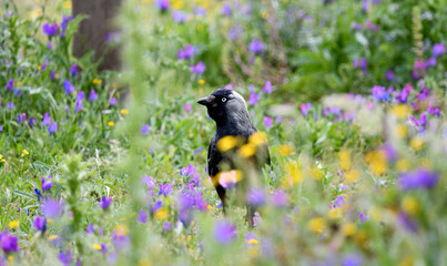 western jackdaw
Corvus monedula
