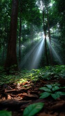 Obraz premium Sunlight Streaming Through Lush Green Trees in a Tropical Forest