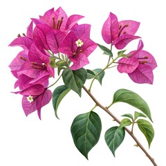 pink flower isolated on white background