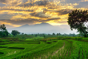 Obraz premium Beautiful morning view indonesia Panorama Landscape paddy fields with beauty color and sky natural light