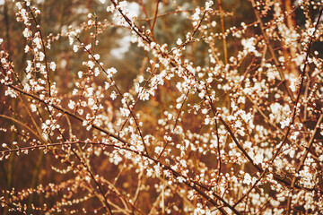 drzewo,wiosna,kwitnienie © Marcin Łazarczyk