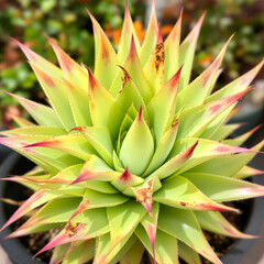 Fototapeta premium close-up of a vibrant succulent plant with yellow-green and reddish-pink leaves arranged in a rosette