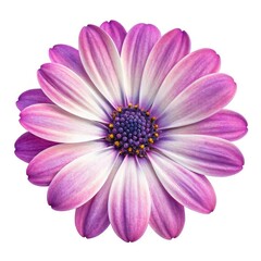 pink daisy isolated on white background