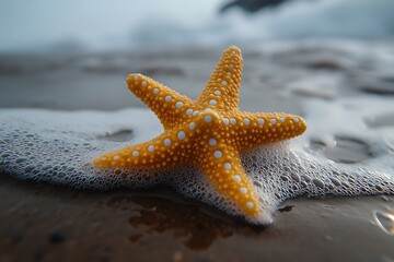 Yellow starfish on beach, sea foam