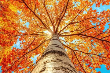 Autumn tree canopy, vibrant colors, sunlight