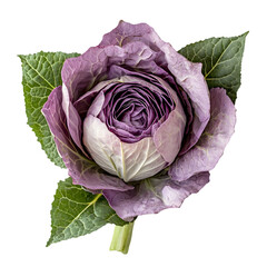 Ripe purple cabbage isolated on white background food photography studio setting close-up view culinary concept
