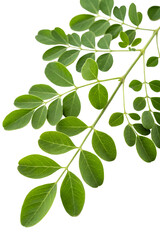 Obraz premium Fresh Moringa leaves isolated on transparent PNG.