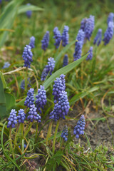 Szafirek armeński, Muscari armeniacum