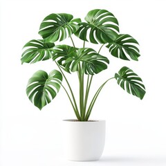 Potted Monstera plant with lush, deep green leaves