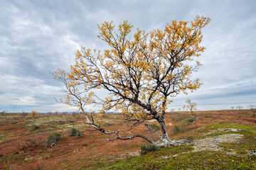 Fototapeta premium Beautiful and vivid autumn colors of a fell birch in the highlands of Utsjoki in Northern Finland on a cloudy autumn day