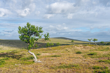A lonely fell birch on a hill  in the highlands of Utsjoki in Northern Finland on a beautiful and sunny summer morning