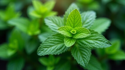 Closeup of a vibrant green leaf with a unique texture pattern