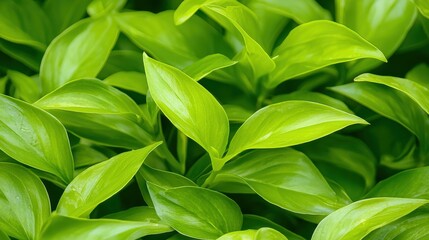 Fototapeta premium Indoor plant leaves reaching toward the light, showing natural direction of growth.