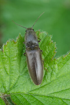 Extreme dorsal closeup on a brown cliking beetle, Athous haemorrhoidalis on a green leaf