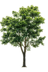 Isolated green tree with defined trunk and full leafy canopy on transparent background, ideal for landscape architecture projects and environmental design visualization