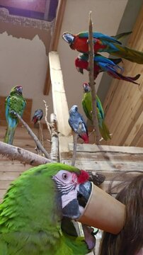 Buffon's macaw sits on the shoulder and eats from paper cup
