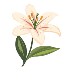 elegant creamy lily flower bloom