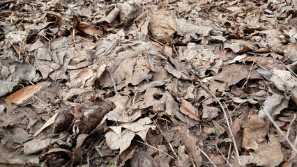 Last Year's Dry Leaves on Forest Ground, close up