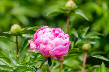 咲き誇るピンクのシャクヤクの花