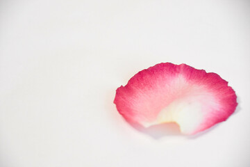 薔薇の花びら