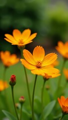 Fototapeta premium Close-up of vibrant orange and yellow crocosmia flowers in a summer garden, nature, plant