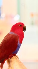 Red and Blue Macaw Parrot with branch. Portrait of bird.