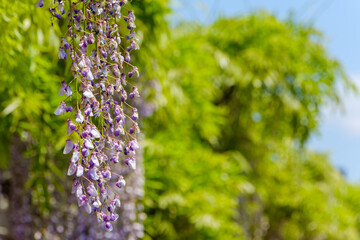 新緑の中に咲く藤の花房