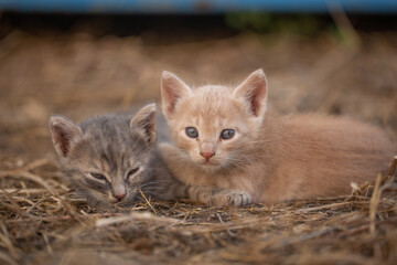 Two adorable kittens, one gray and one light-colored with striking blue eyes, rest together on a bed of straw, exuding warmth and curiosity.