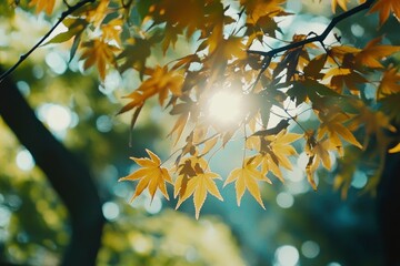 Obraz premium Sunlit Autumn Maple Leaves: A Serene Nature Photography