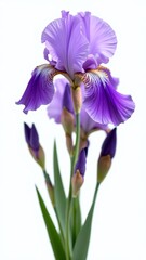 Closeup of purple irises with yellow centers © BELLAMKONDA SOWJANYA