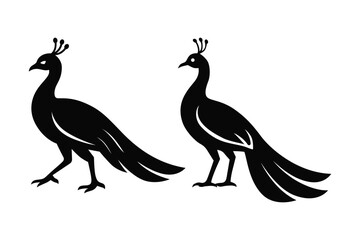 Obraz premium Peacock vector