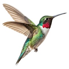 Fototapeta premium hummingbird on a branch