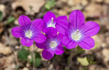 medicinal herbs, medicinal flowers photos