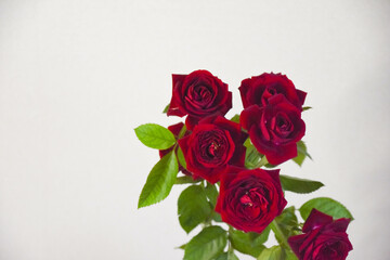 赤い薔薇