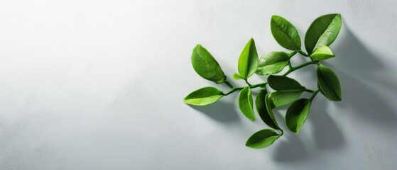 Green leaves on white surface