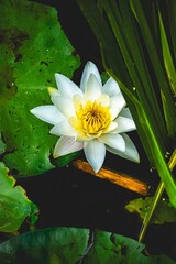 Serene Water Lily in a Pond