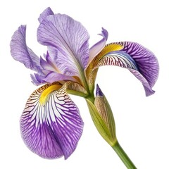 iris flower isolated on white