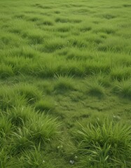 Soft, pastel green grass carpet, gently swaying ,  color,  pastel,  rural