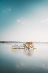 A lone tree in the midst of the lake in the morning