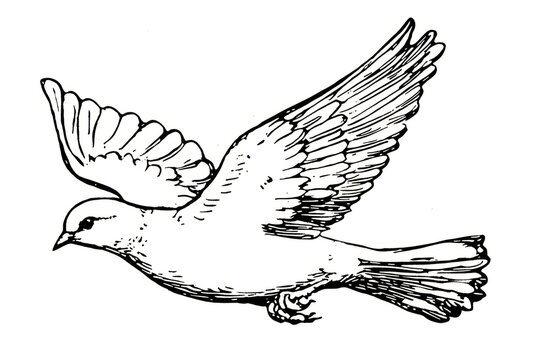 Dove fly sketch drawing white.