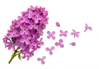 A cluster of vibrant lilac flowers with individual petals floating around, isolated on a transparent background