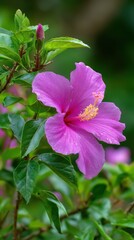 Fototapeta premium Radiant Pink Hibiscus Blossom with Budding Blooms in a Lush Green Garden Setting