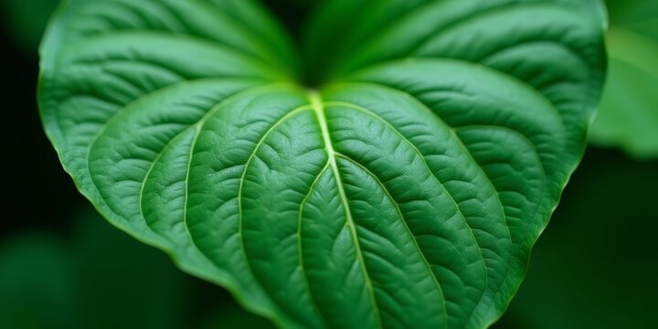 Closeup of a green leaf with distinct veins and texture