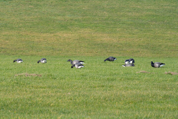 Ringelgänse (Branta bernicla) auf der Wiese am Deich, Cuxhaven,  Niedersachsen, Deutschland, Europa