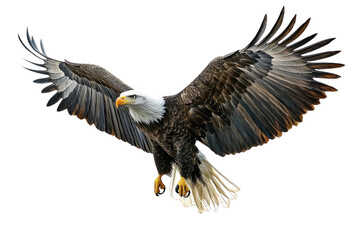 Fototapeta premium Majestic Eagle soaring through the sky, Freedom concept and Black Background