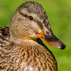 female mallard duck