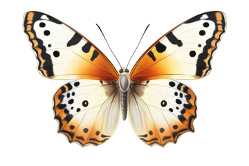 Butterfly Spreads Orange And White Wings With Black Spots, Elegant Animal