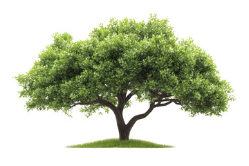 Obraz premium Majestic Tree Stands Tall in Nature's Embrace, Growth And Serenity