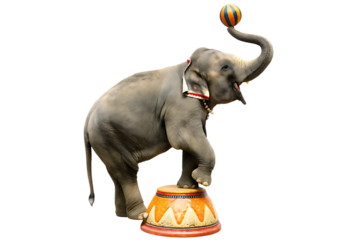 Circus elephant balancing ball on trunk  isolated on white background PNG