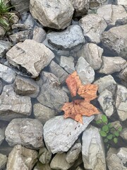 leaf underwater with rocks